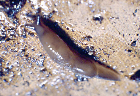 Deroceras sp., Tandonia sowerbyi